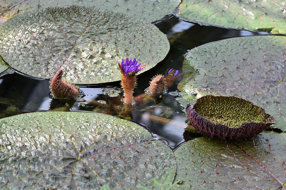 Euryale Ferox plant showing makhana in its natural form before processing